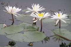 Nymphaea pubescens